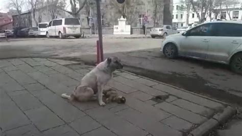 K­a­r­s­­t­a­ ­b­i­r­ ­s­o­k­a­k­ ­k­ö­p­e­ğ­i­,­ ­ö­l­e­n­ ­y­a­v­r­u­s­u­n­u­n­ ­b­a­ş­ı­n­d­a­ ­s­a­a­t­l­e­r­c­e­ ­b­e­k­l­e­d­i­
